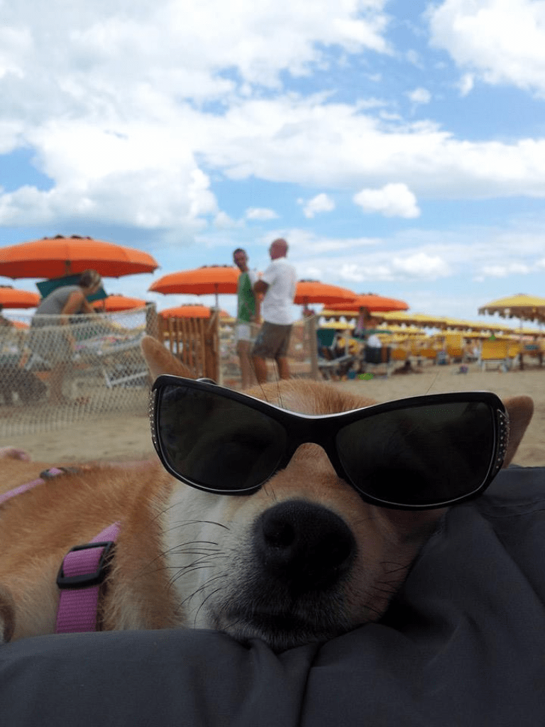 LA MIGLIOR SPIAGGIA ATTREZZATA PER CANI A RIMINI