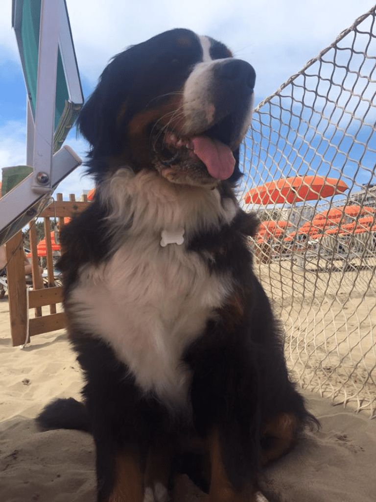 spiaggia per animali rimini