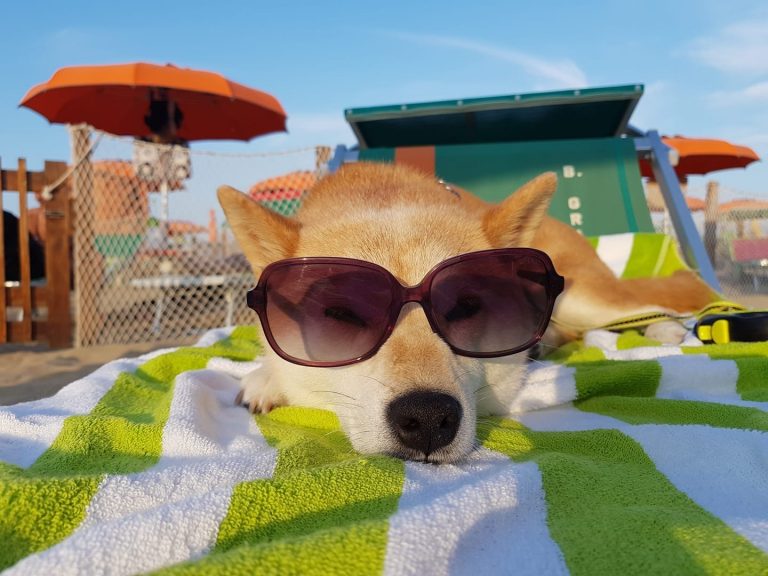 La miglior spiaggia per cani a Rimini